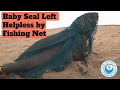 Seal Left Helpless by Fishing Net