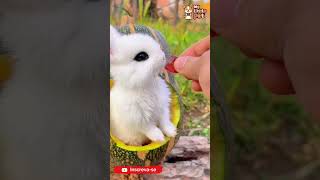 4 MINUTOS DOS ANIMAIS MAIS FOFOS *Prepare-se para derreter