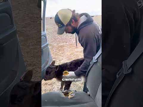 TEN GOŚĆ URATOWAŁ TĄ KROWĘ🐄😲