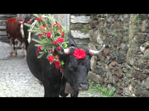 La Desnalpà 2018 Settimo Vittone - Transumanza di mucche
