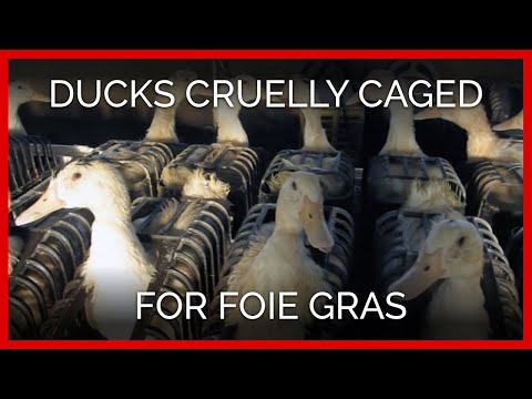 フォアグラのために残酷にケージに入れられたアヒル (Ducks Cruelly Caged for Foie Gras)