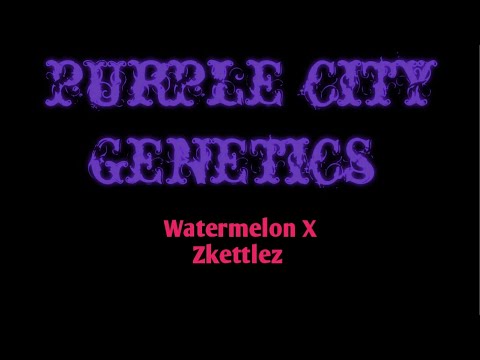 How to Grow Cannabis- Purple City Genetics: Watermelon X Zkittlez