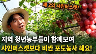 CJ 떨어지고, 요리사 그만두고, 제 2의 샤인머스켓을 키워 대박 노리는 청년농부들.! [샤인머스캣, 홍주씨…