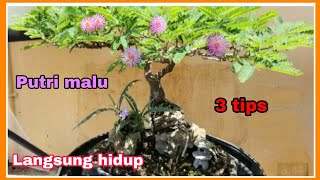 Download lagu 3 tips Dongkelan putri malu langsung hidup - pemula wajib tau ( Mimosa Pudica ) mp3