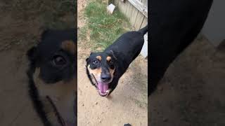 Video preview image #1 American Staffordshire Terrier-Unknown Mix Puppy For Sale in Jackson, MS, USA