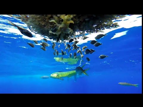 THE FLORIDA KEYS 2017 - HUGE Grouper!! Mahi Fishing Hogfish Tuna Lobster Manetees and great music!