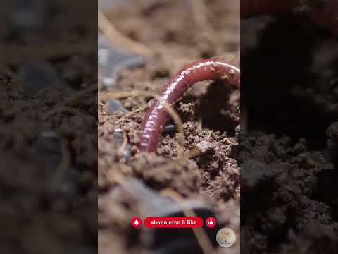 Der Frühling ist schon da, du siehst ihn nur falsch (3 Zeichen im Garten)- Gartenexpedition #shorts