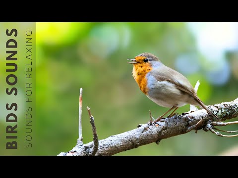 Birds Singing - Natural Bird Sounds For Relaxation, The Best Singing Birds in the World