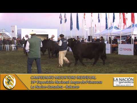 21-09-17 Mejor Toro Individual - La Nación Ganadera - Balcarce