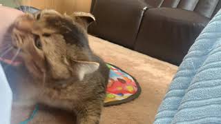 飛びついてくるうた【毎日投稿21日目】