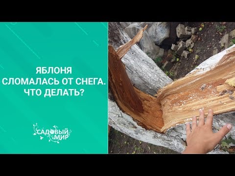 Яблоня сломалась от снега  Что делать