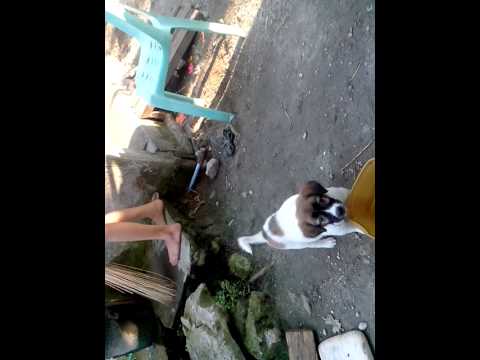 KEZIAH FEEDING HER LOVE DOGS!