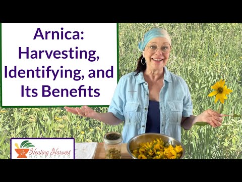 Arnica: Harvesting, Identifying, and Its Benefits