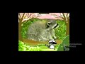 Bim And Bam In The Animal World L Raccoon