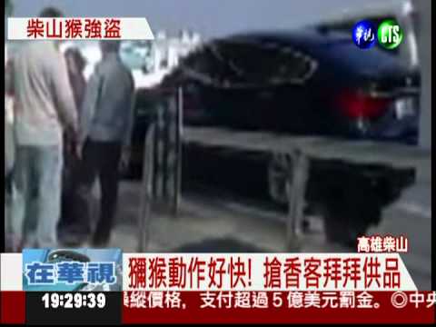 柴山獼猴太囂張 搶寺廟供品吃!