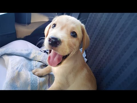 Cutest Labrador Puppies Videos Ever 🐶💕 Top CUTE BABY DOG VIDEOS 2025