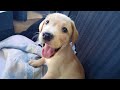Cutest Labrador Puppies Videos Ever Top CUTE BABY DOG VIDEOS 2025