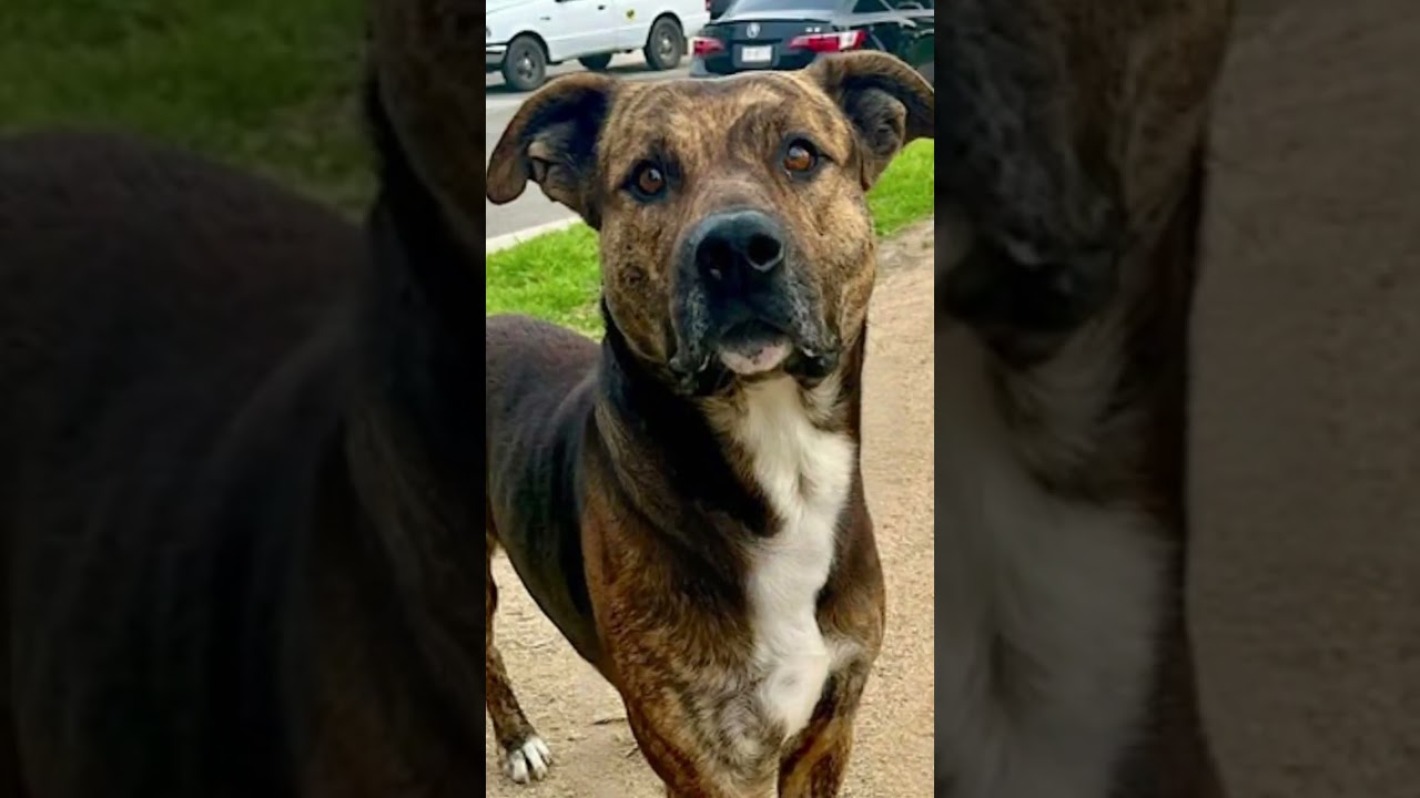 Enlarge Tigre, an adopted mixed breed in San Diego, CA video 6/6