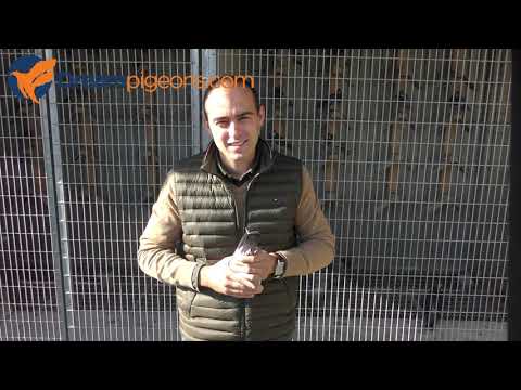 Video Jente Van Driessche - Hokvoorstelling