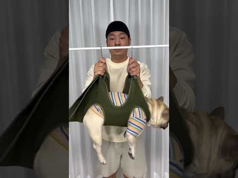 How I Trim My ANGRY French Bulldogs Nails