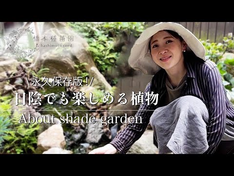 チャービルは庭の日陰で育ちます