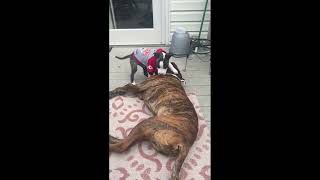 Video preview image #1 American Pit Bull Terrier-Unknown Mix Puppy For Sale in Spotsylvania, VA, USA