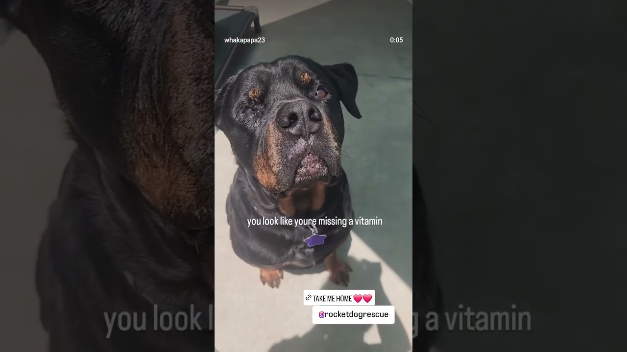 Jonesy, a Adoptable mixed breed in San Francisco, CA video 6/6
