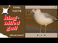 Ring Billed Gull Facts Breeding Near Lakes Rivers In Canada And The Northern United States