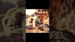 Simba Losts His Father ❤️‍🩹 Simba The Lion King #simba #mufasa 