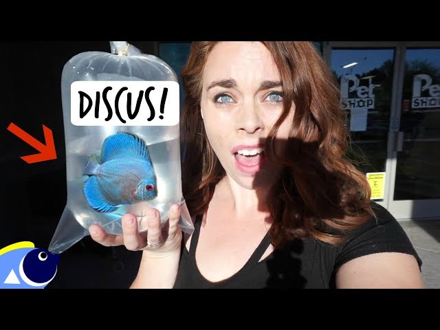 GETTING MY DISCUS FISH!