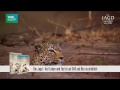 The Hunt Life And Death Leopard Clip HD German