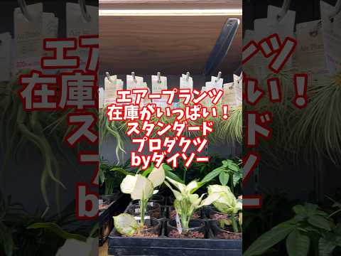 ブルーティランジア 植物