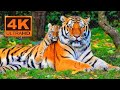 Tiger Cubs' Last Moments as a Family | David Attenborough | Tiger | Spy in the Jungle | BBC Earth