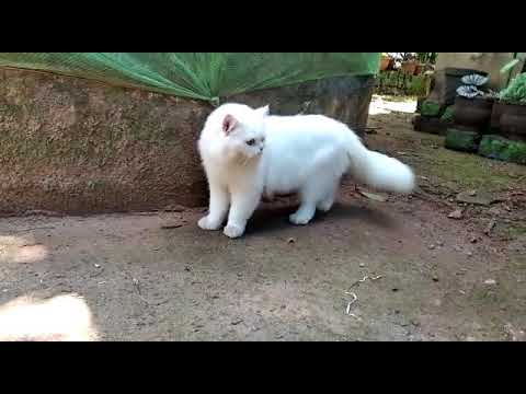 Pearsian cat fore sale in calicut .vadakara reasonoble price eny have contact : 9746781785