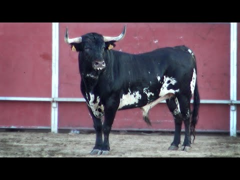Toros Bravos Concurso Santa Marta 2022