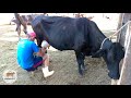 Tirando Leite Das Vacas No Curral Pela Manhã Bezerros Mamam Na Seção Mamação