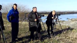 preview picture of video 'Linnuvaatlus Paljassaare poolsaarel 360 KRAADI'