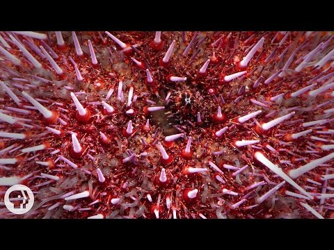 ウミウシは自分を内側に引っ張り出して生まれ変わる｜ディープルック (Sea Urchins Pull Themselves Inside Out to be Reborn | Deep Look)