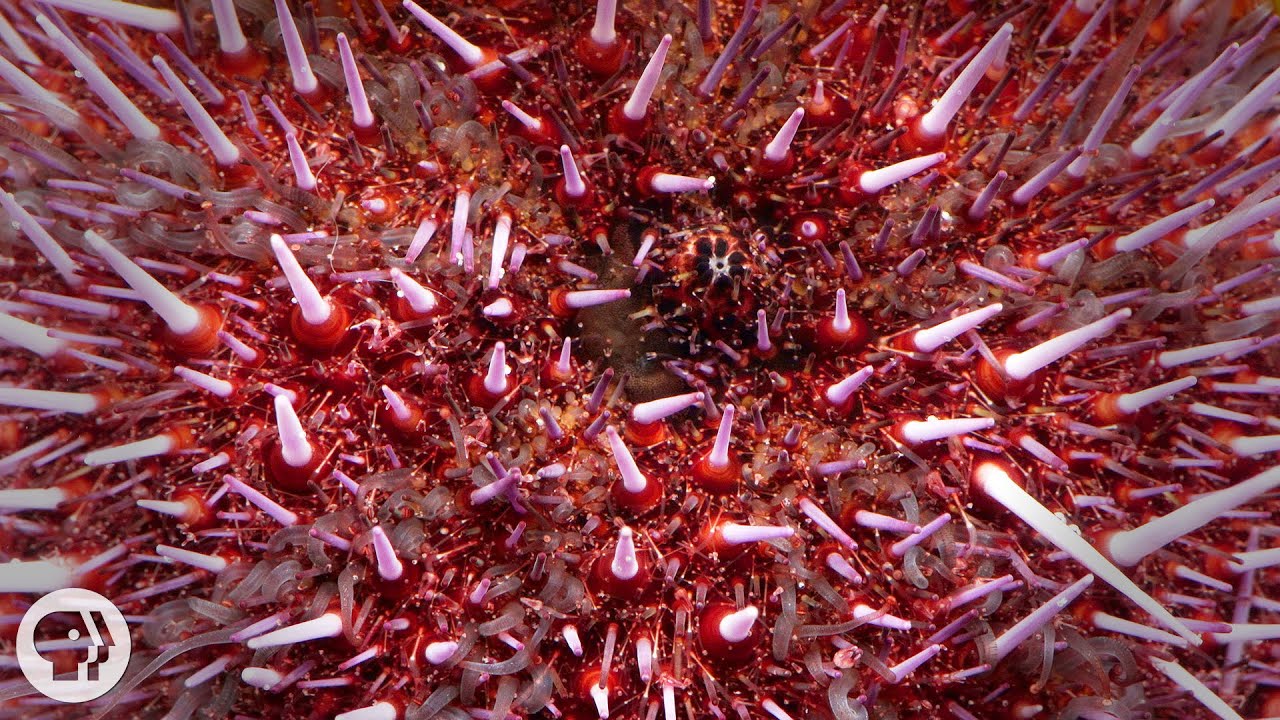 Sea Urchins Pull Themselves Inside Out to be Reborn | Deep Look