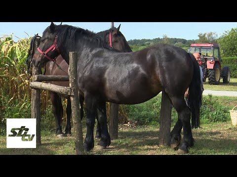 SBTV - SB INFO - UZGOJ HRVATSKIH HLADNOKRVNJAKA - 13.08.2022.