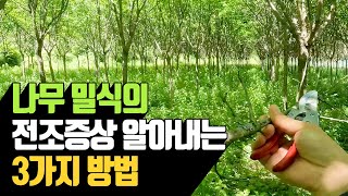 나무 밀식의 전조증상 알아내는 방법3가지 | 나무대장