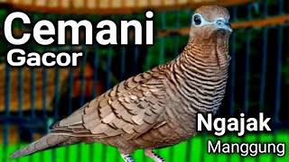 Download lagu Perkutut lokal gacor suara besar - CEMANI NGAJAKIN MANGGUNG mp3 Download lagu Perkutut lokal gacor suara besar - CEMANI NGAJAKIN MANGGUNG mp3