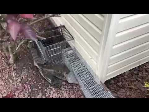 Groundhog Digs Up Garden in Jackson, NJ