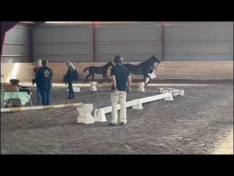 Confella e.Conthargos född 20230421