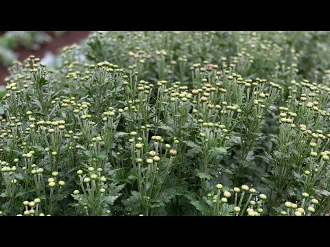 園芸 お花屋さんの菊、秋菊
