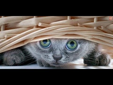 Spaventi Pazzeschi - GATTI Pazzi di Paura - Best Scared Cats - FUNNY CATS
