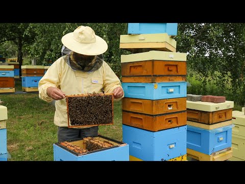 Layers part 2 (care and stimulation of layer development)