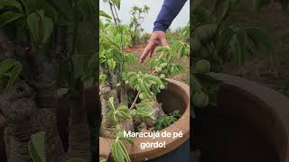 Esta é a  ADENIA GLAUCA