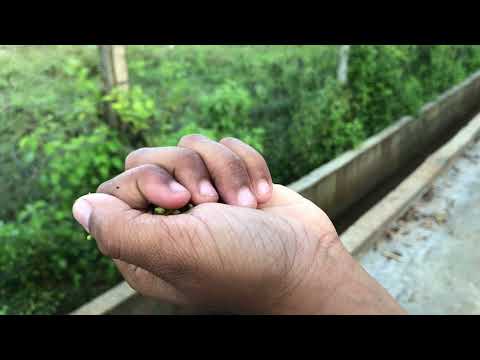 Habeeb | Mara BGM | A scene that points to nature | Haseem Rijas