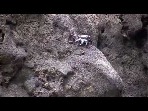 Playa Ballena & Playa Arco